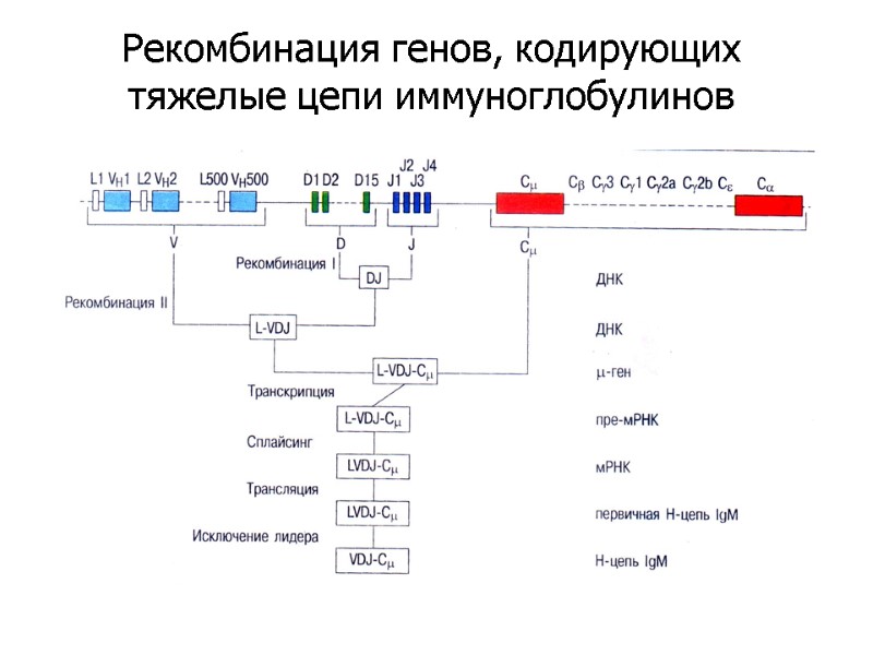 Рекомбинация генов, кодирующих тяжелые цепи иммуноглобулинов